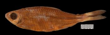 Media type: image;   Ichthyology 166275 Aspect: lateral,description